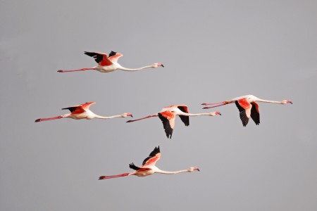 Birdwatching in Ria Formosa Natural Park